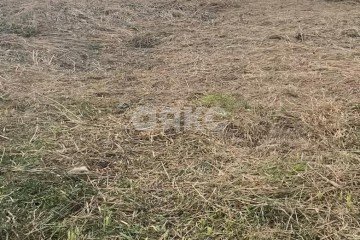 Фото №3: Личное подсобное хозяйство - Рогожкино, ул. Набережная