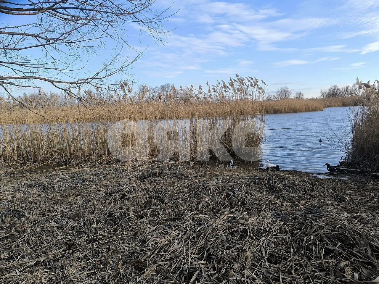 Фото №1: Земельный участок под ИЖС 7 сот. - Аксай, п. Берданосовка, ул. Лермонтова, 35